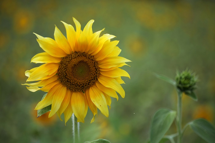 Canva - Sunflower.jpg